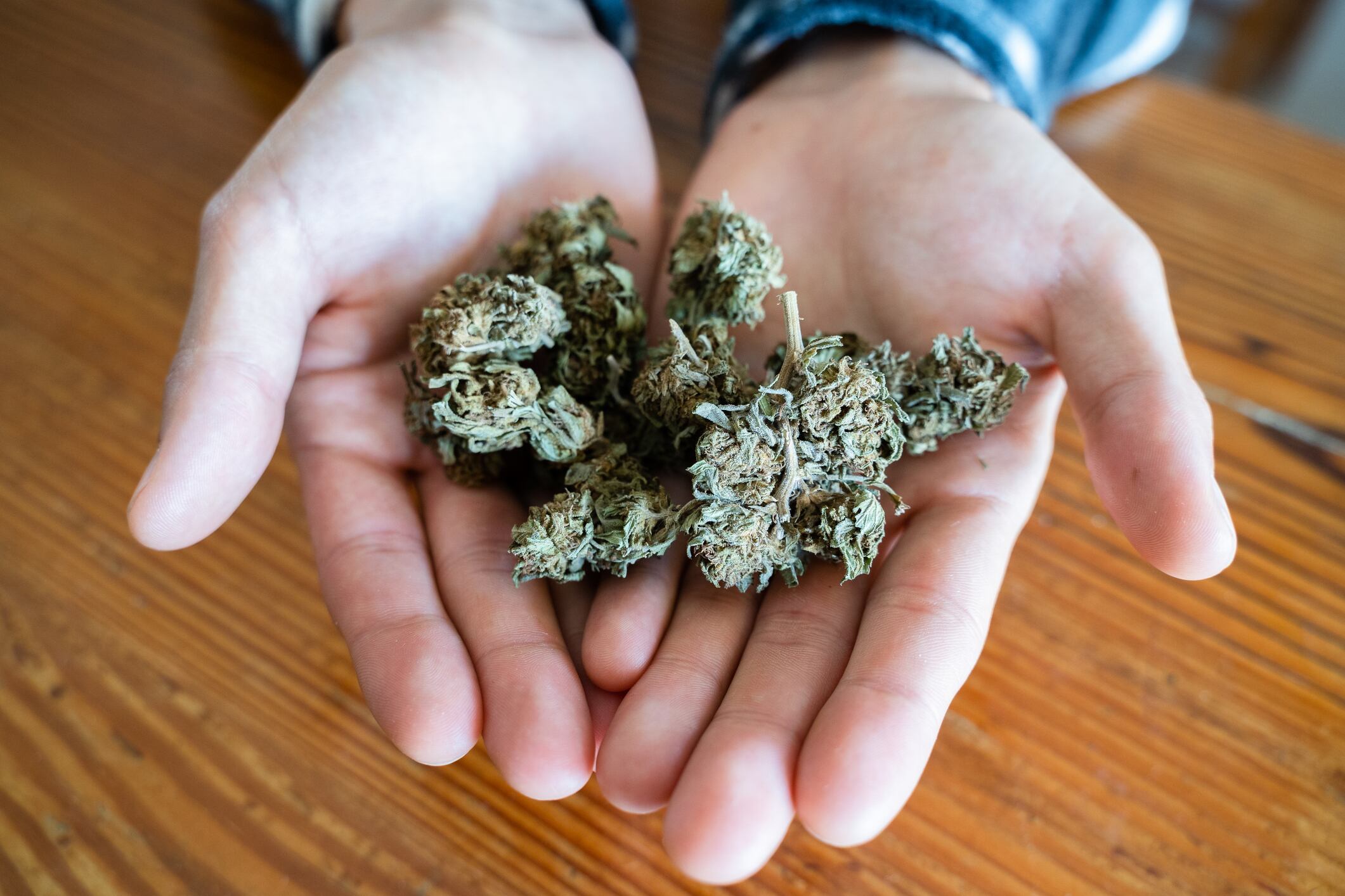 Cañamo, fibra del cannabis / foto vía Getty Images