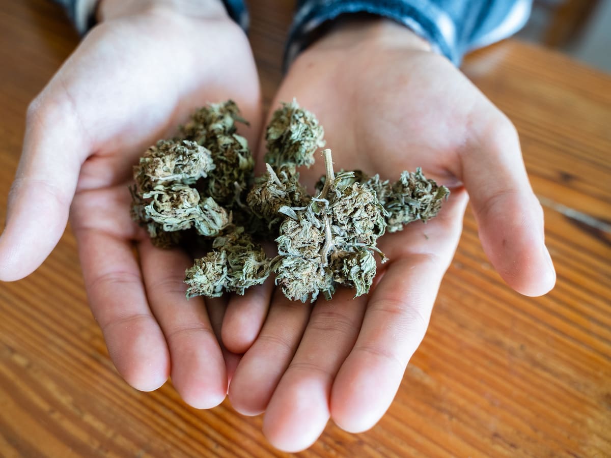 La fibra del cannabis fortalecerá la economía de los campesinos en el Valle del Cauca