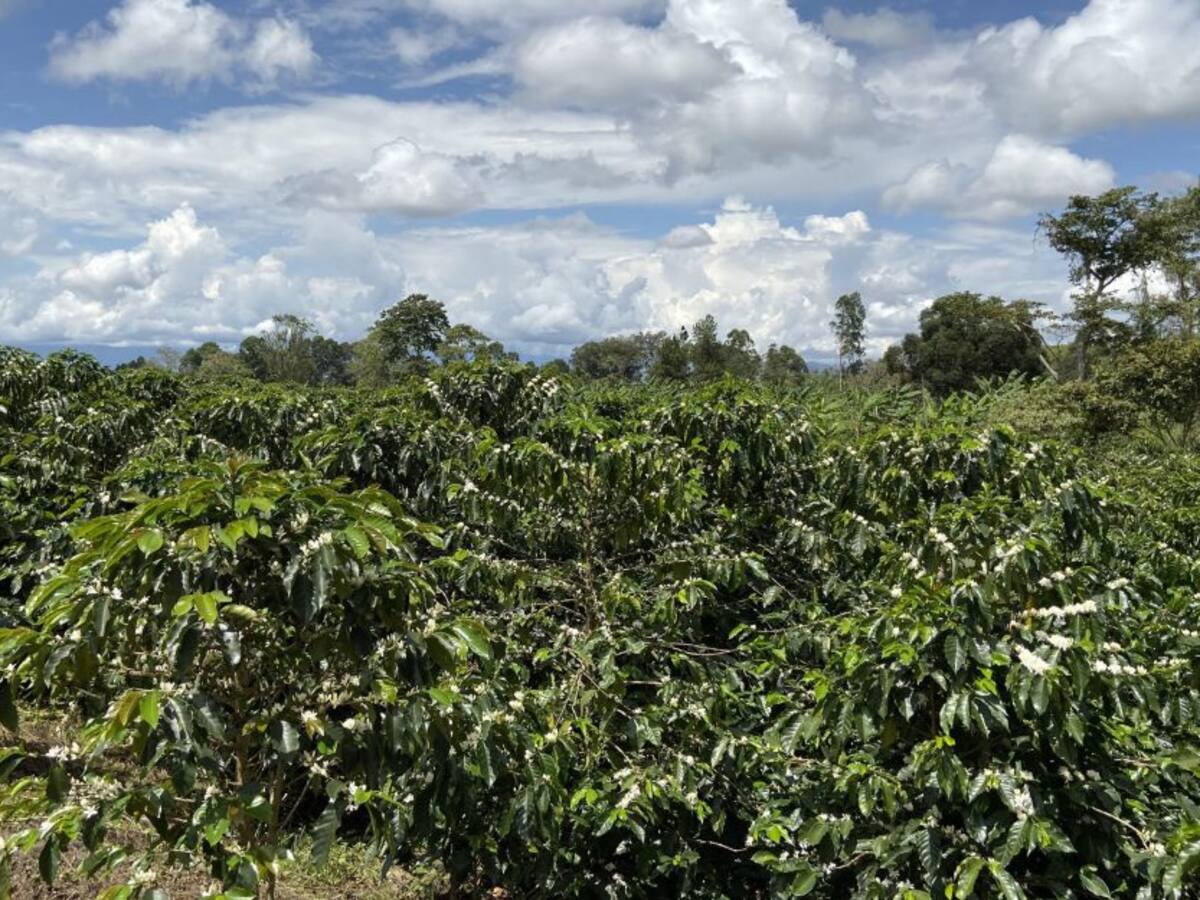 Lluvias y alza del dólar tienen en jaque a campesinos del Huila