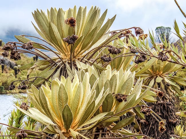La minería de carbón genera tensiones en la zona, mientras el Ministerio de Ambiente busca definir los límites del ecosistema con base en criterios científicos y en cumplimiento de la sentencia T-361 de 2017.