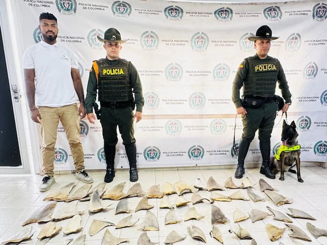 Descubren más de 70 aletas de Tiburón en una encomienda en Tumaco