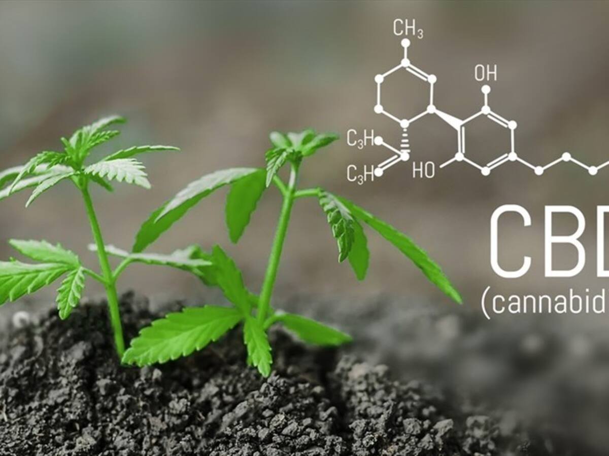 ¿Qué es el CBD O Cannabidiol?