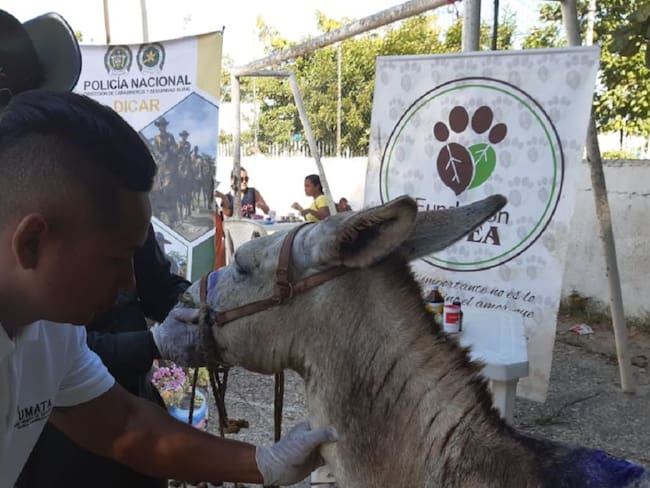 Realizan jornada de salud para equinos en Cartagena