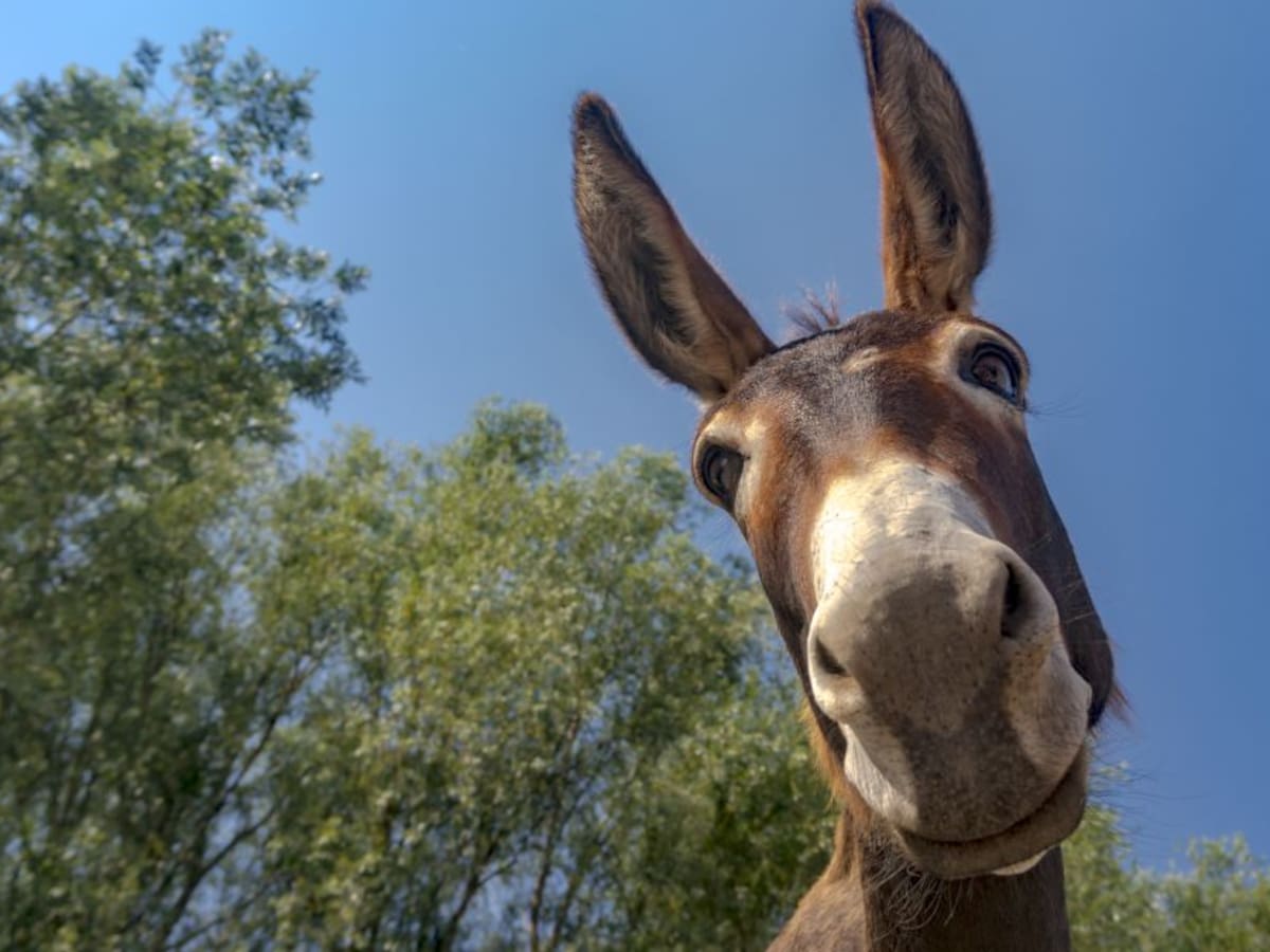 Mula y los animales híbridos que no pueden tener hijos