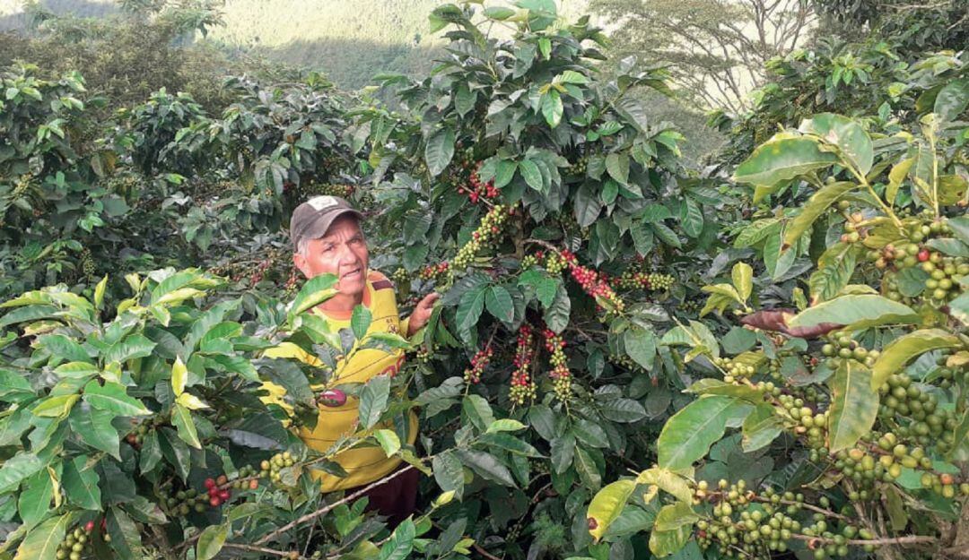 Inicia cosecha cafetera