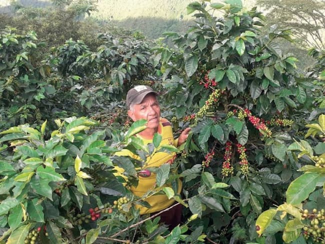 Inicia cosecha cafetera