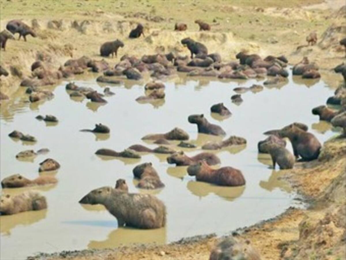 Fiscalía investiga si empresas se apoderaron del agua en Casanare