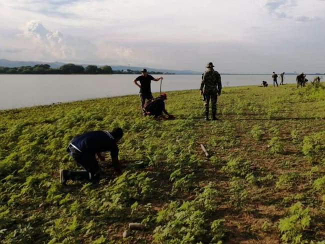 Ejército realiza II jornada de reforestación en Ciénaga de Simití, Bolívar