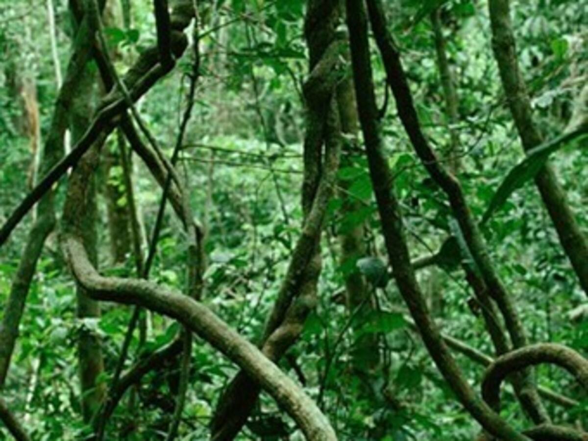 Diseñan guía para identificar las especies de lianas