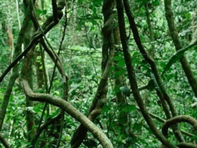 Diseñan guía para identificar las especies de lianas