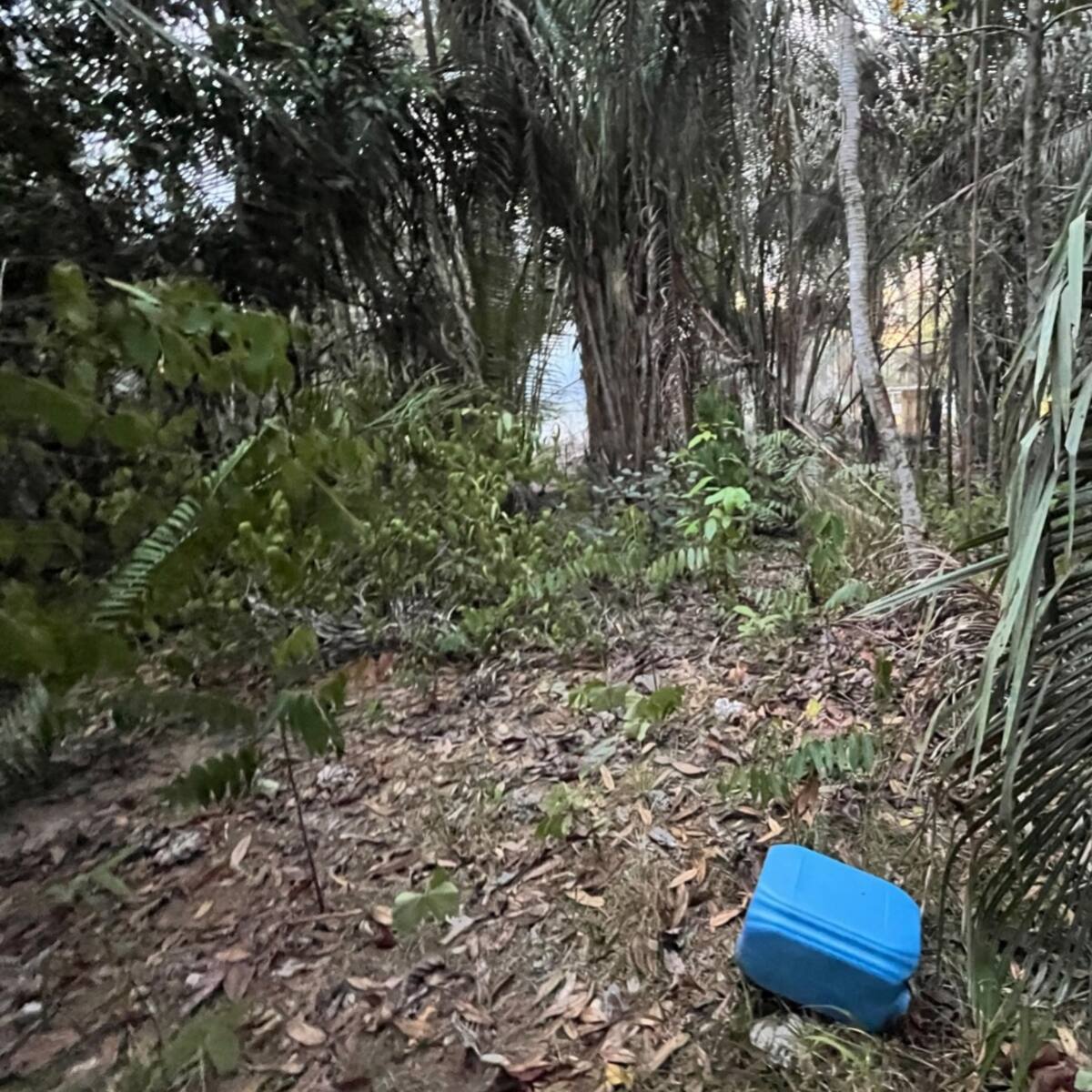 Gobierno confirma captura de 2 personas por presunta provocación de incendios en el Tolima