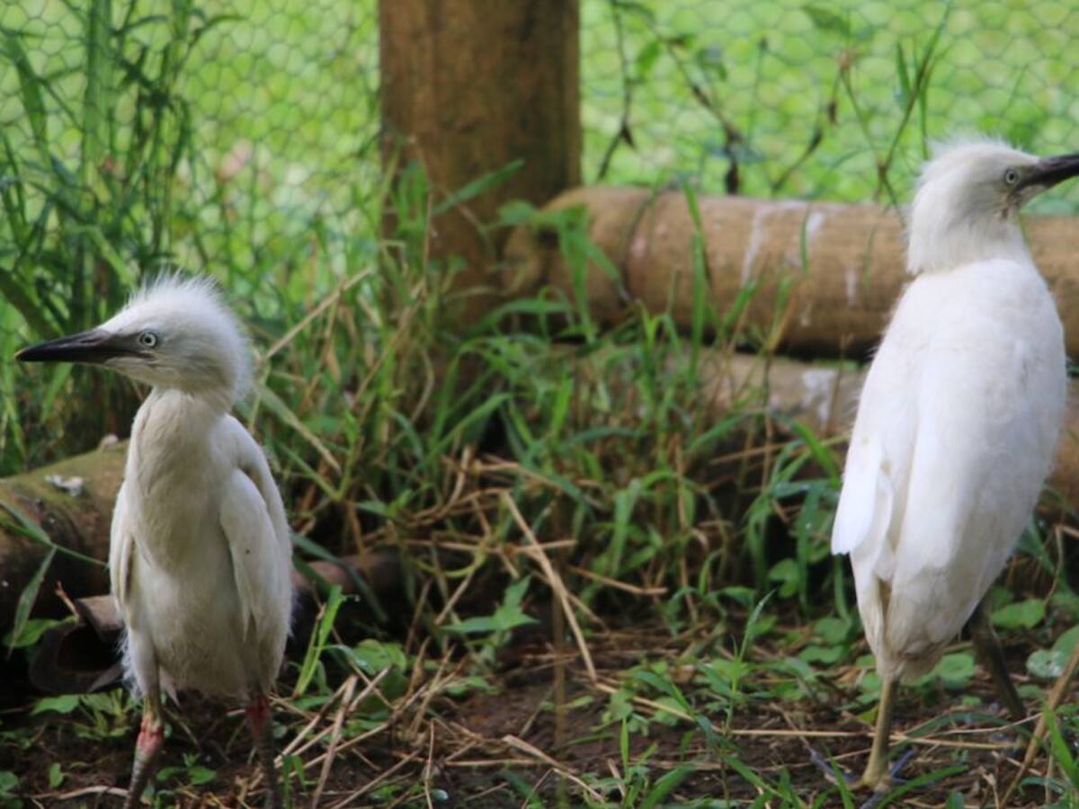 Más de 400 especies de fauna silvestre han sido rescatadas en Risaralda