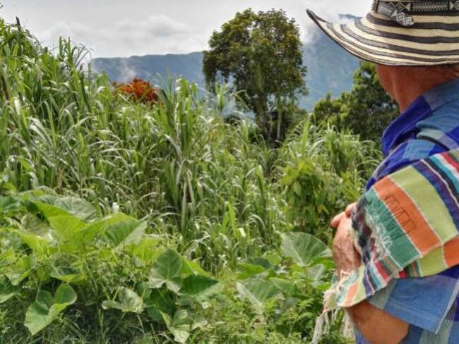 Autoridades garantizan avance de sustitución de cultivos ilícitos en Briceño, Antioquia