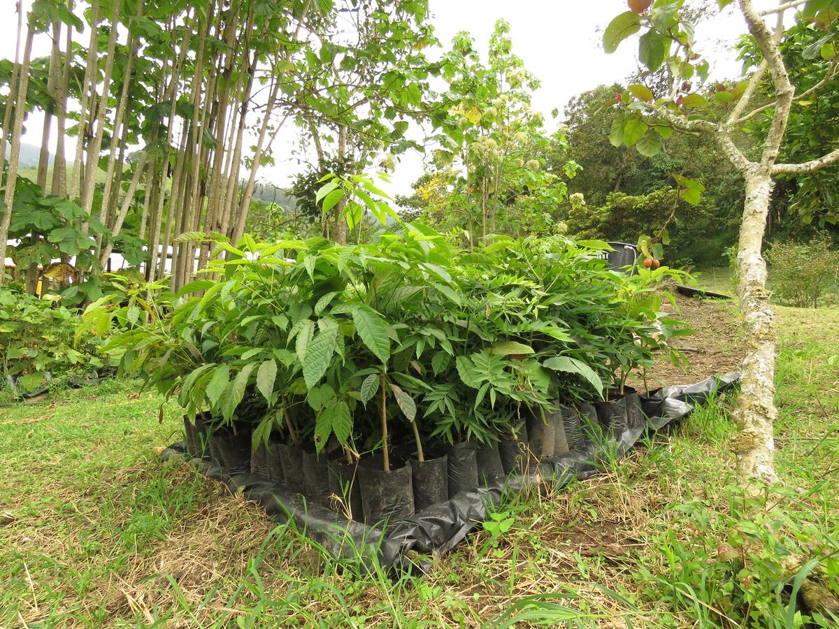Finca de Pijao, Quindío fue declarada reserva natural de la sociedad civil