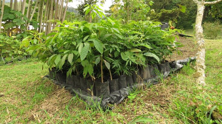 Anderson Adrián Muñoz Londoño,biólogo