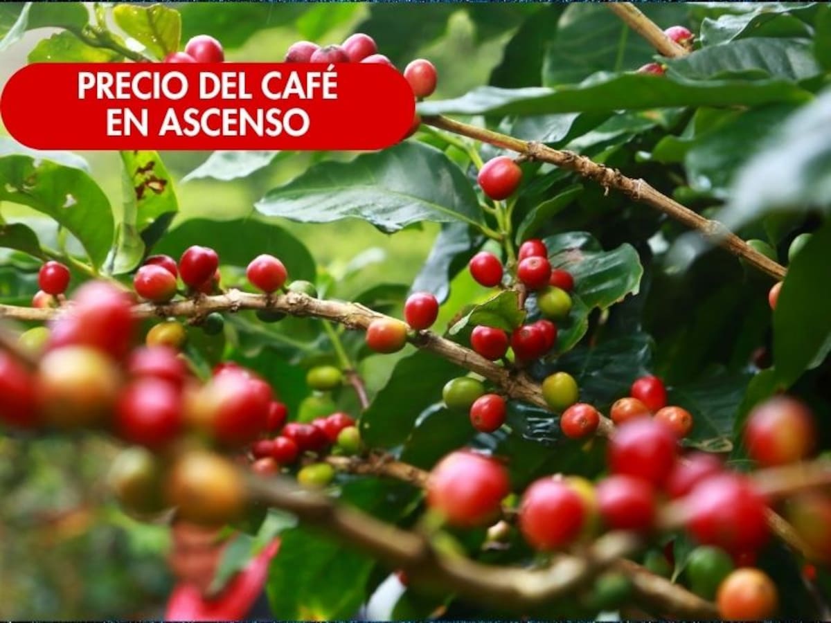 Precio del café HOY 27 de noviembre: Datos de la Federación Nacional de Cafeteros