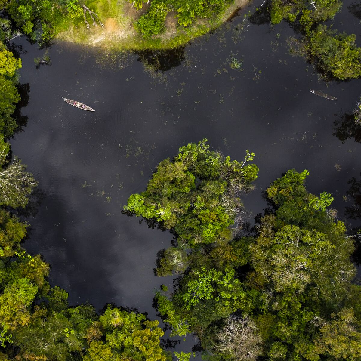 Amazonía podría perder 2,1 millones de hectáreas para 2040 si no se controla la deforestación: Defensoría