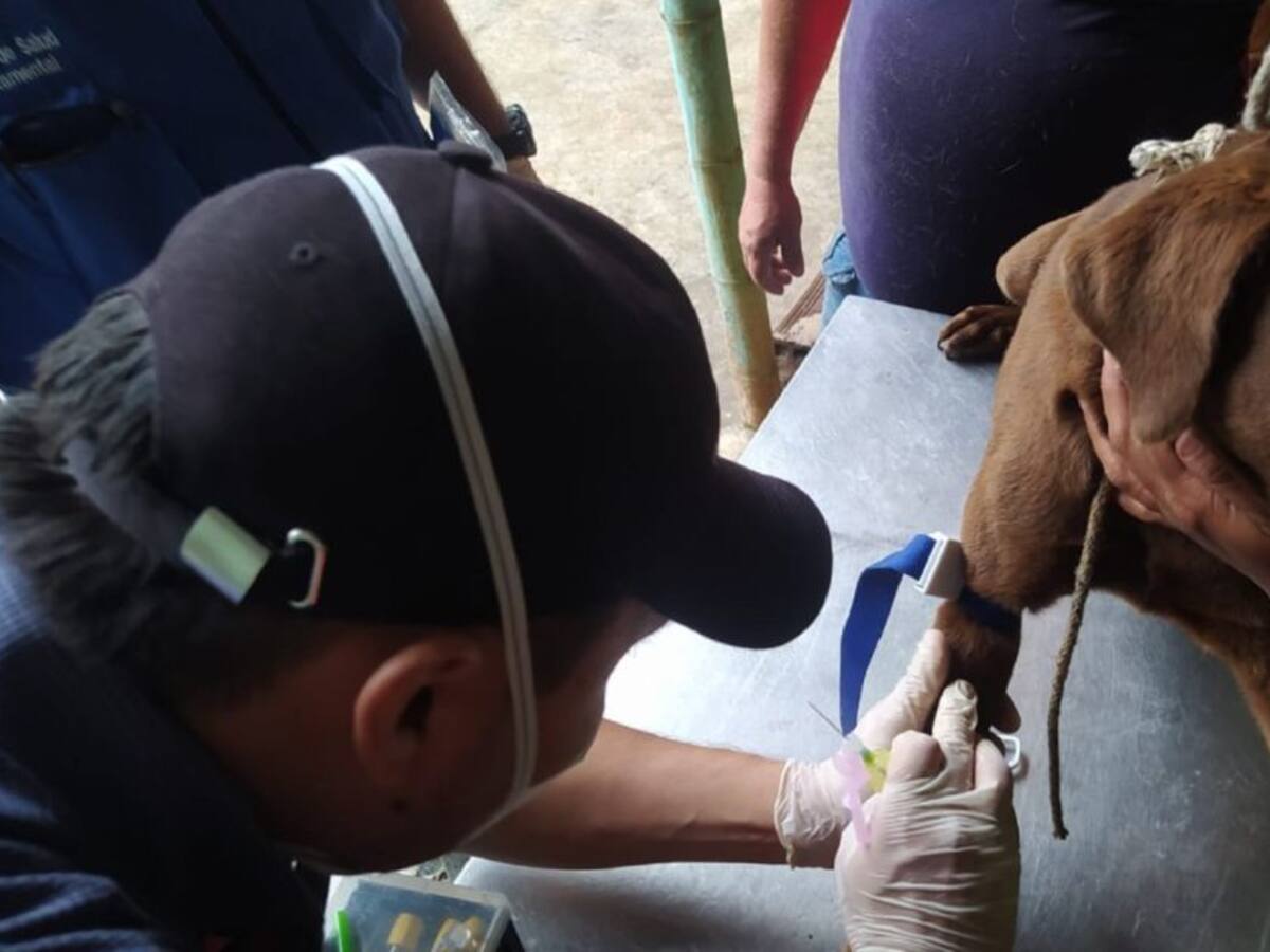 Tres casos de Leishmaniasis se han reportado el Huila