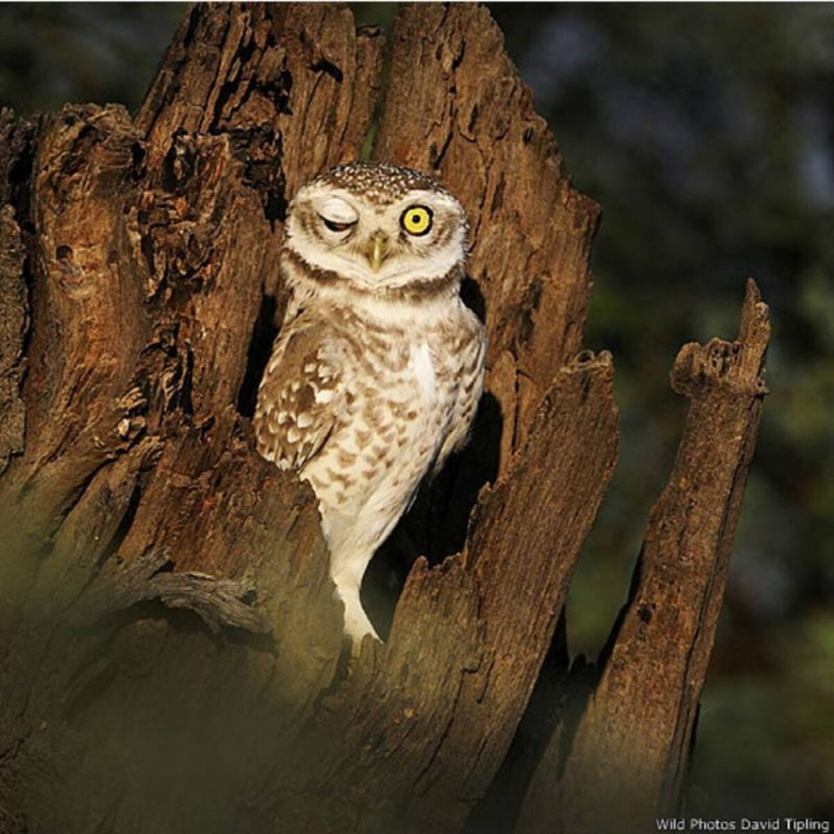 Esta foto tomada por David Tipling muestra a un búho en Bharatpur, en India. (Todas las imágenes son cortesía de WildPhotos).