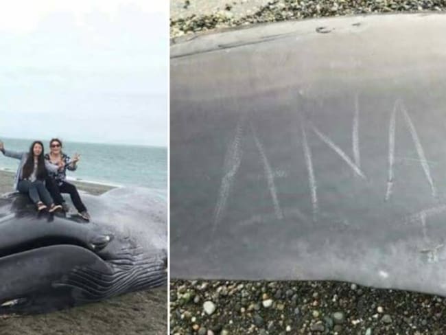Indignación por grafitis y fotos encima de ballena azul varada en Chile