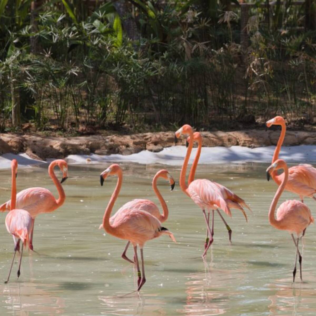 Inauguran hábitat de flamencos en el Bioparque Ukumarí de Pereira