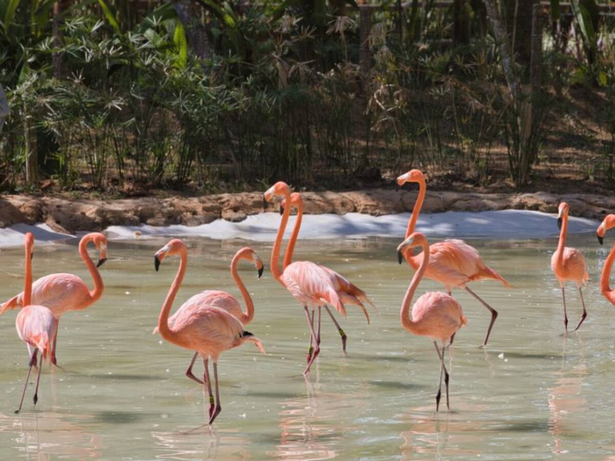 Inauguran hábitat de flamencos en el Bioparque Ukumarí de Pereira