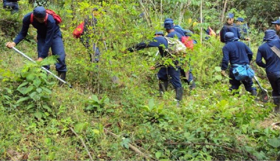 Cultivos ilícitos en Caldas