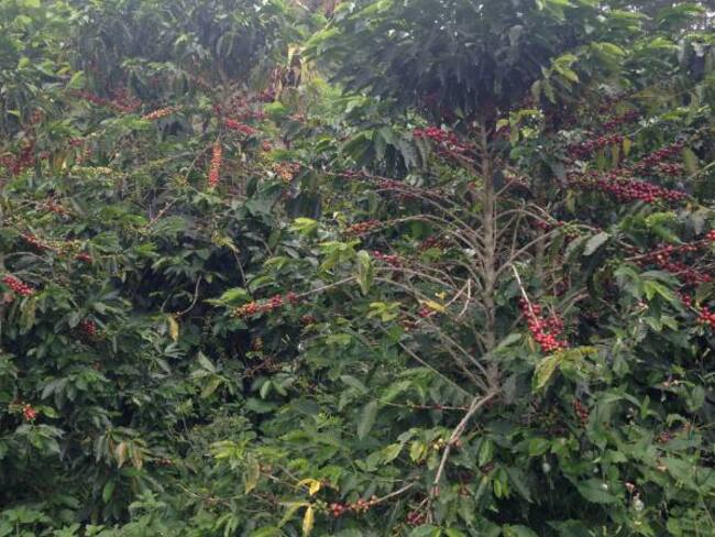 César Pineda, líder departamental de extensión rural del Comité de Cafeteros de Risaralda