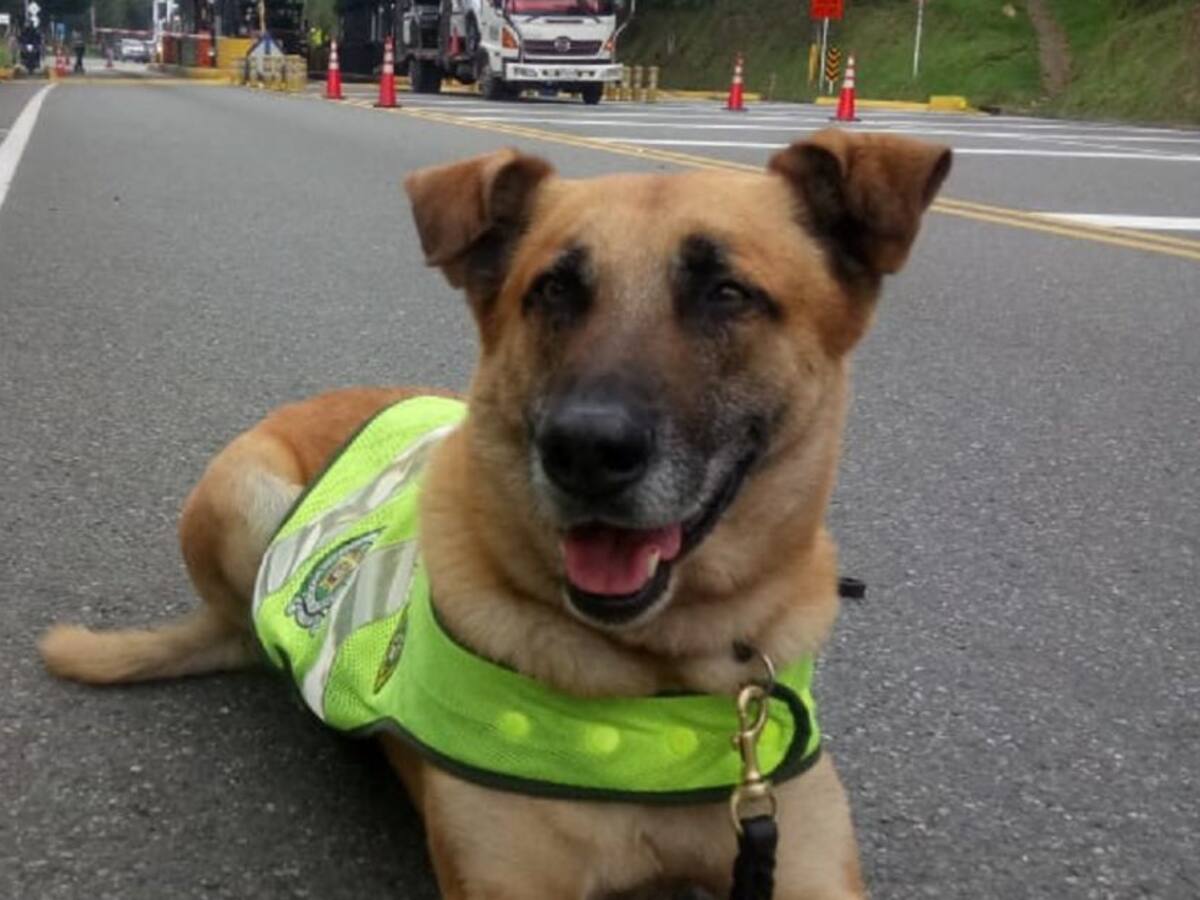 Murió el perro con el olfato más agudo de la policía en Antioquia