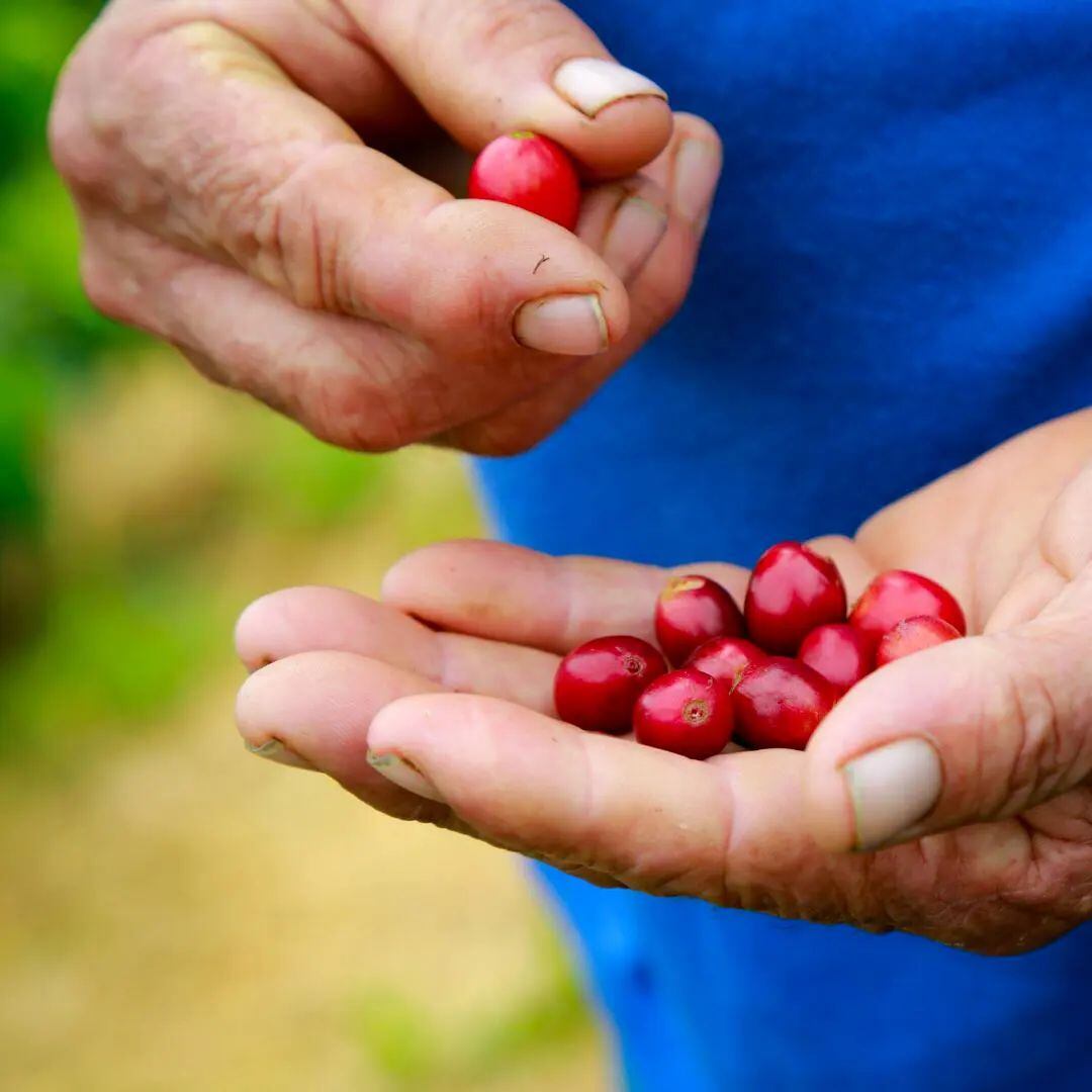 Imagen de archivo - Comité de Cafeteros de Risaralda.