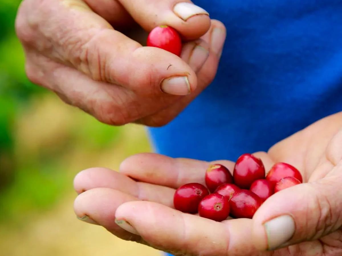 Aunque el precio de café sigue bajando, en Risaralda le apuestan a la calidad del grano