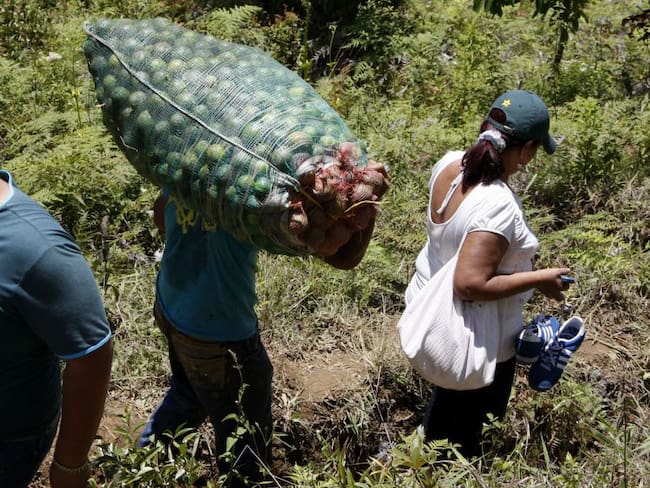 El teletrabajo no aplica para los campesinos colombianos