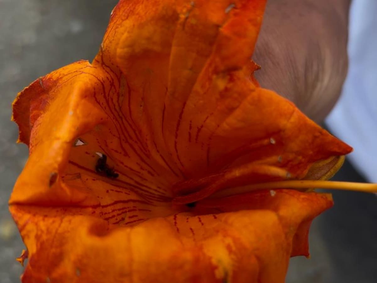 El Tulipán Africano está matando las abejas: Fundación Leypoar busca evitar su siembra