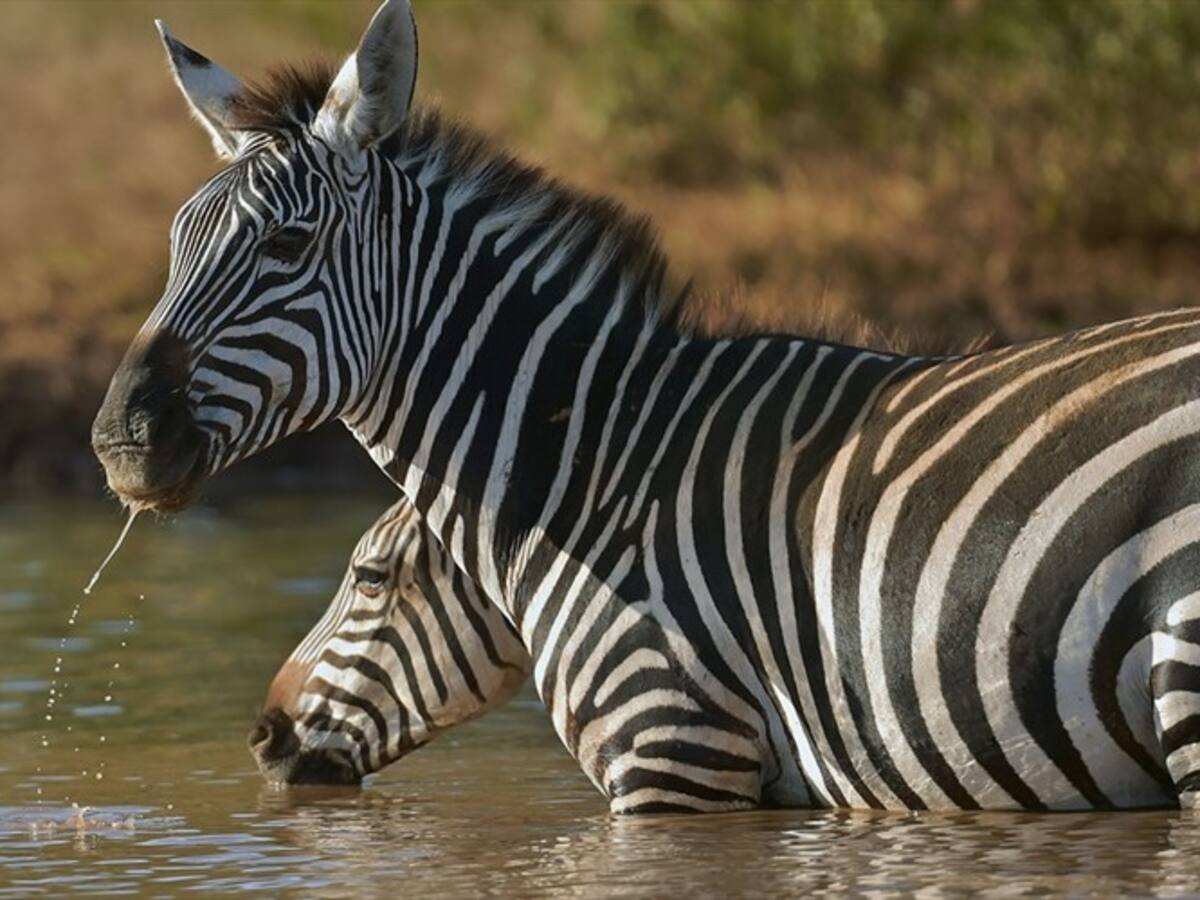 ¿Por qué las cebras tienen rayas?