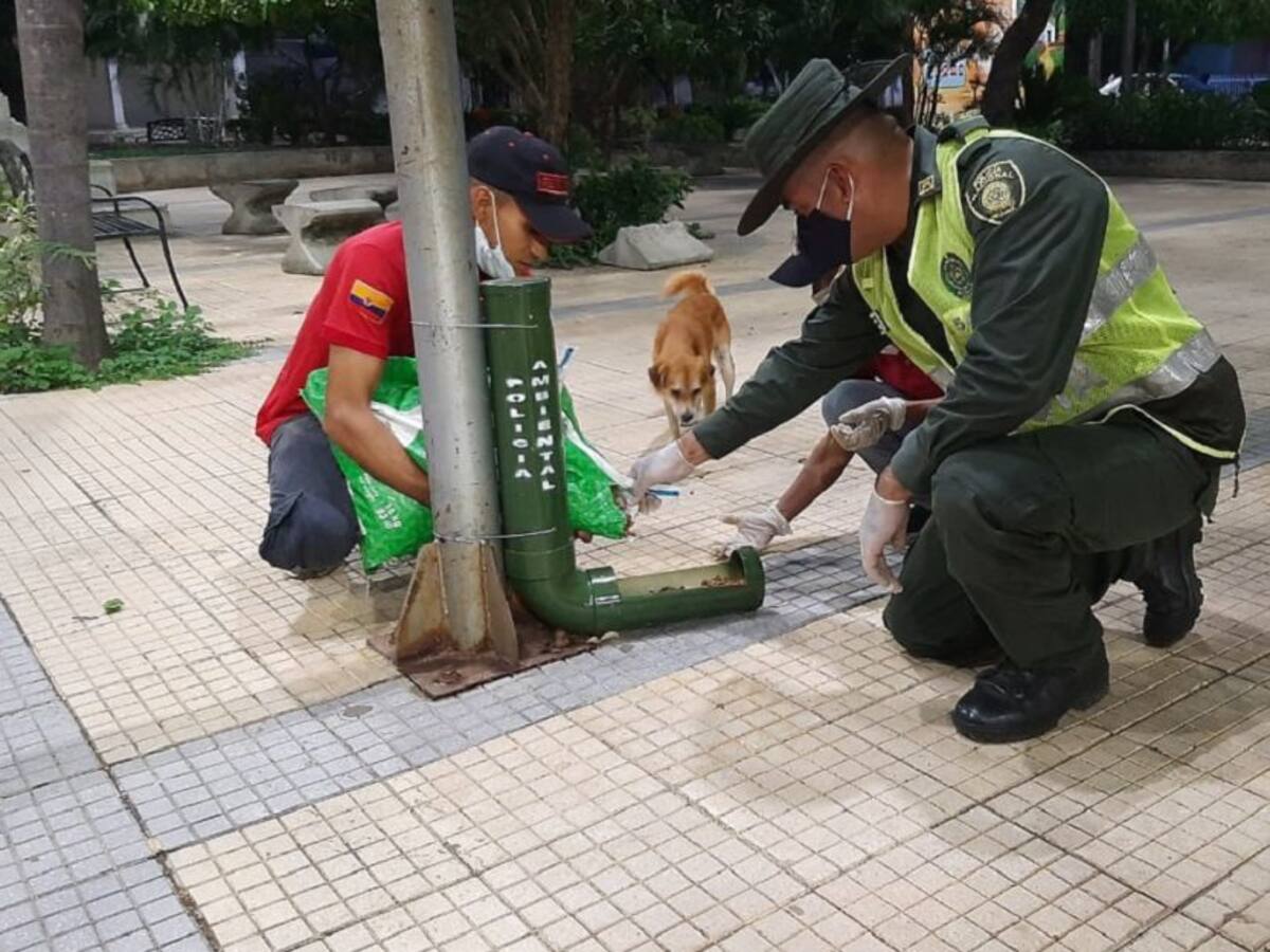 Aumenta abandono de perros y gatos en municipios de Bolívar