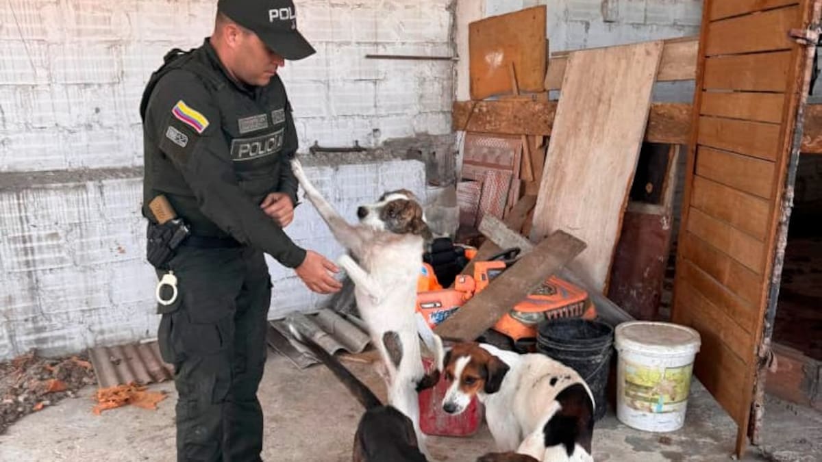 Rescatan a cinco perros que estaban en condiciones críticas en Dosquebradas