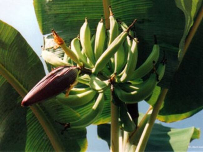 Los residuos del plátano se pueden aprovechar eficientemente