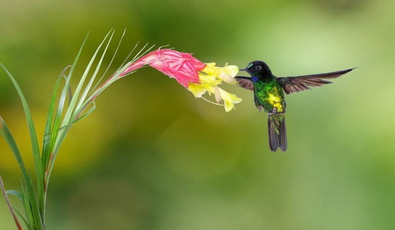 Un encuentro ideal para observadores de aves del mundo.
