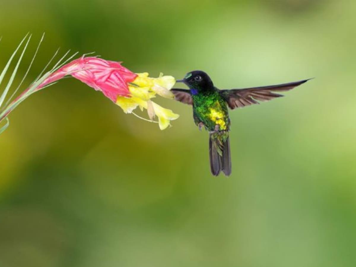 Colombia, primera vez sede de la Feria de Aves de Sudamérica