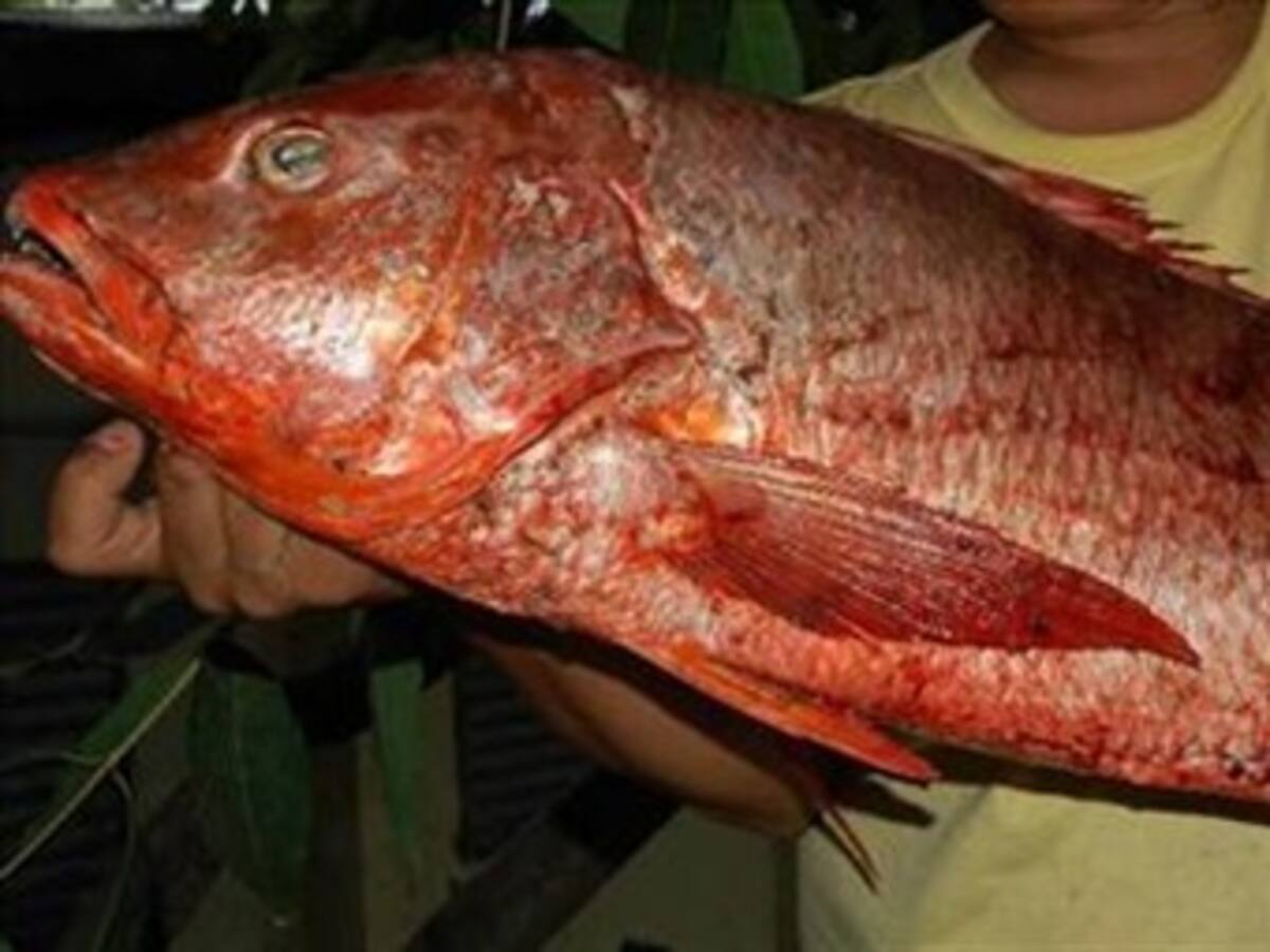 Cae tonelada y media de cocaína camuflada entre pescado