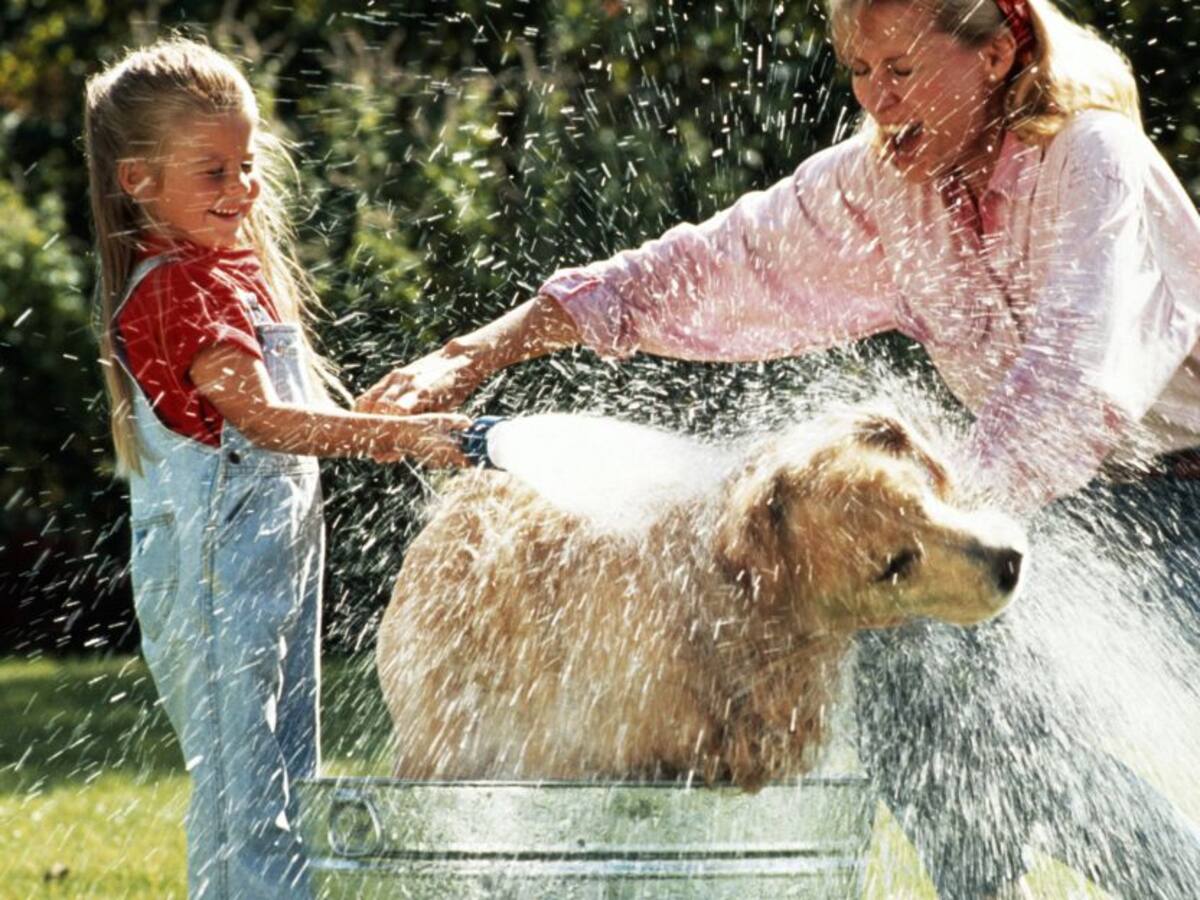 Tips para bañar tus perros de forma más fácil