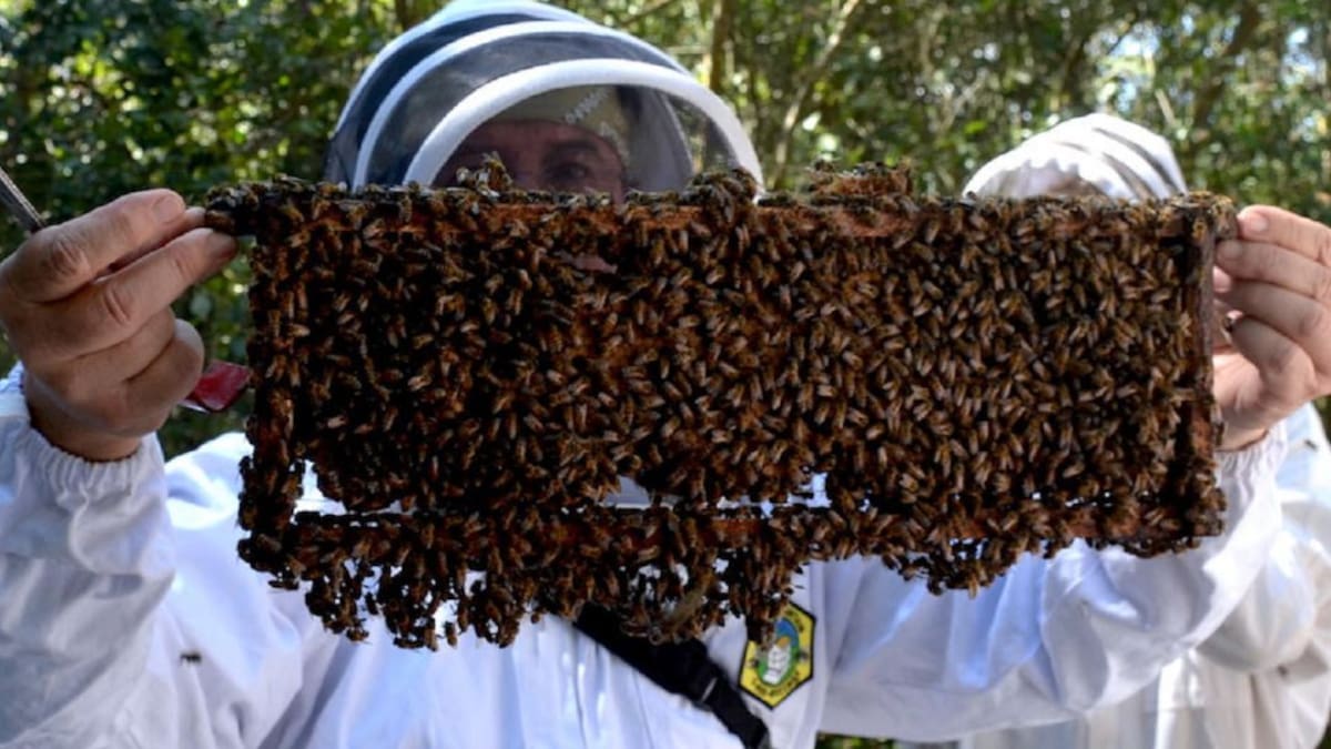 Proyecto apícola colombiano se destaca en premios Latinoamérica Verde