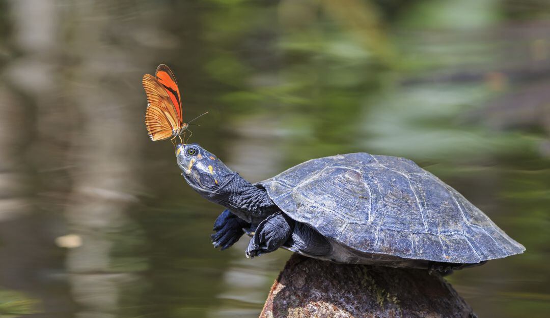 Día Mundial de la Tortuga: El detrás de una especie en peligro de extinción