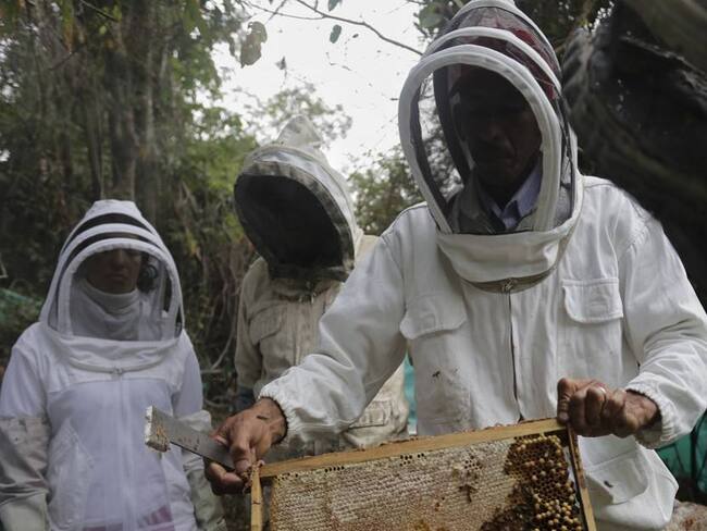 Autoridades investigan muerte masiva de abejas en Tierralta