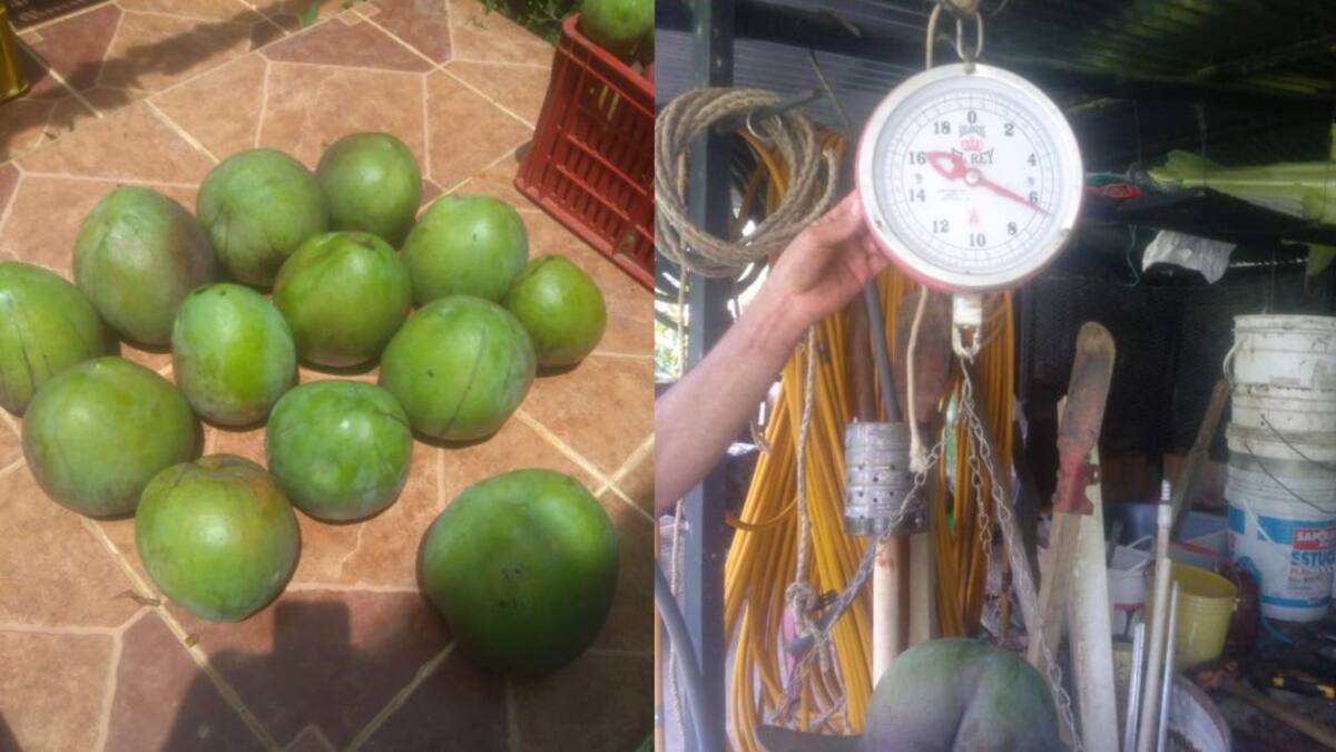 Mangos tan grandes como una cabeza o un balón producen en Santander