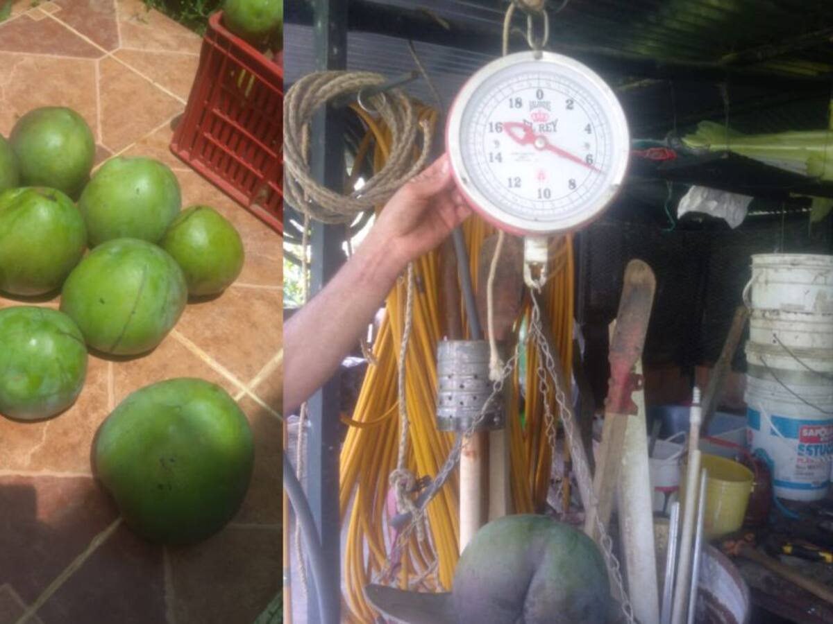 Mangos tan grandes como una cabeza o un balón producen en Santander