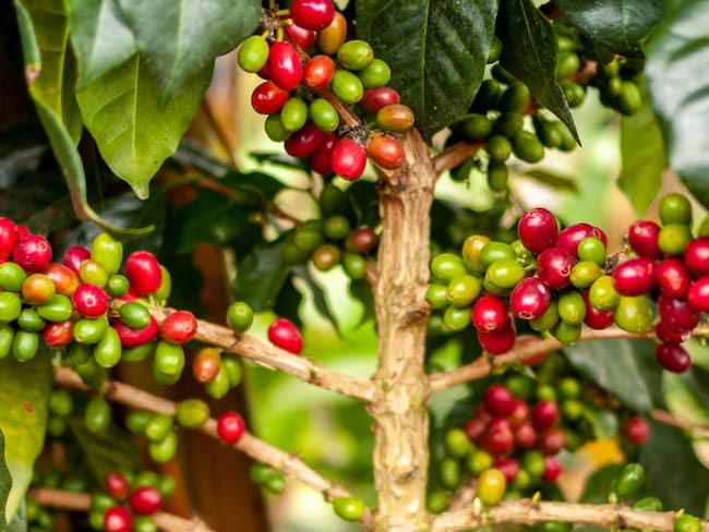 En Antioquia hay trabajo para recoger café