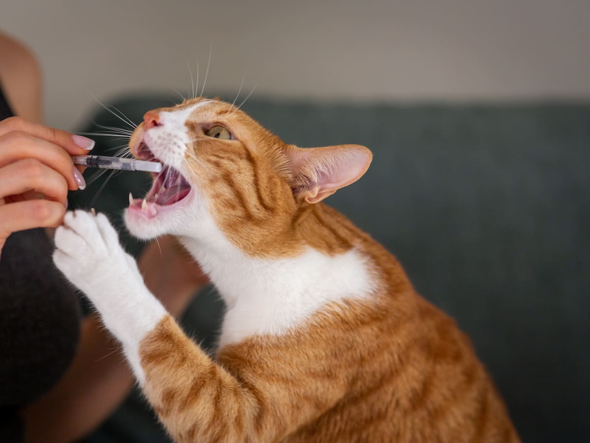 8 ingredientes caseros para quitarle las pulgas a un gato: paso a paso de cada método