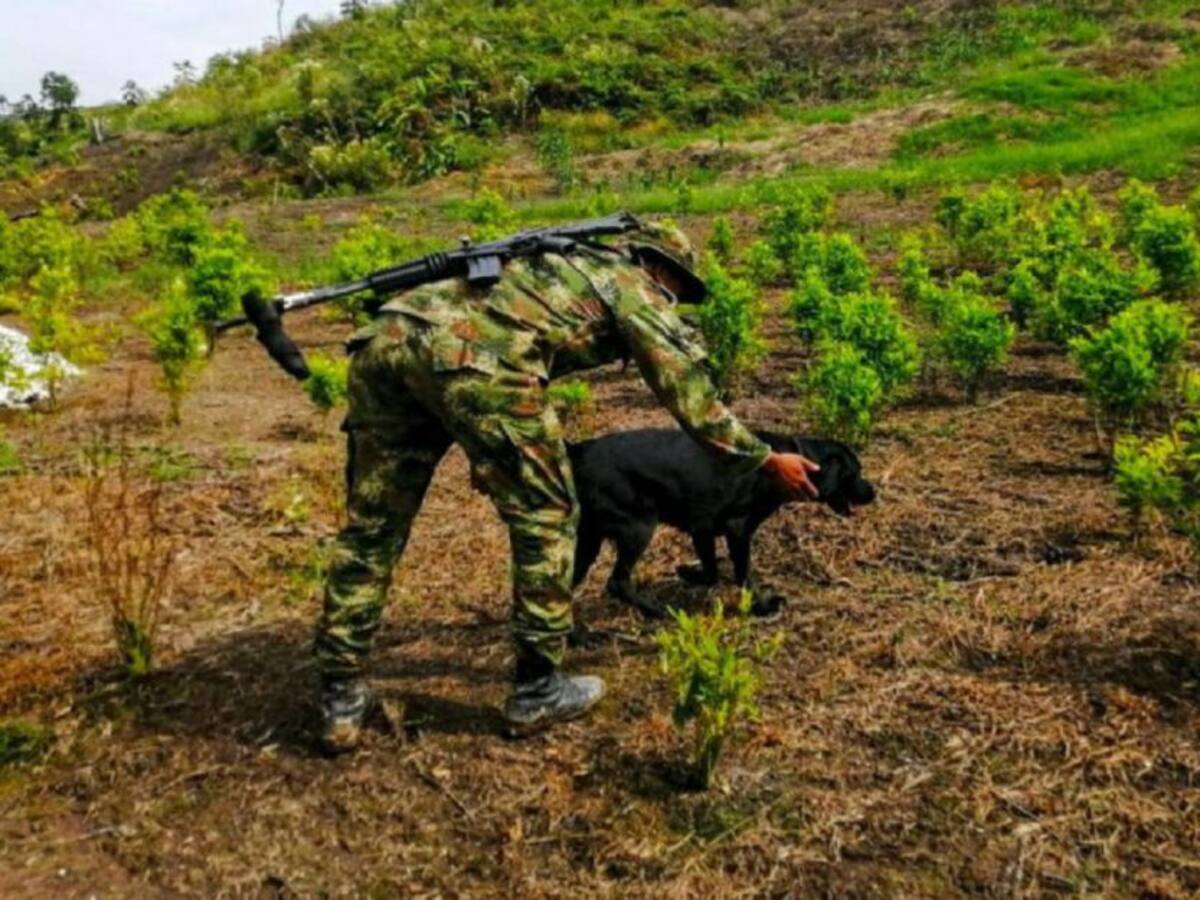 2.012 hectáreas de cultivos ilícitos erradicadas voluntariamente en Bolívar
