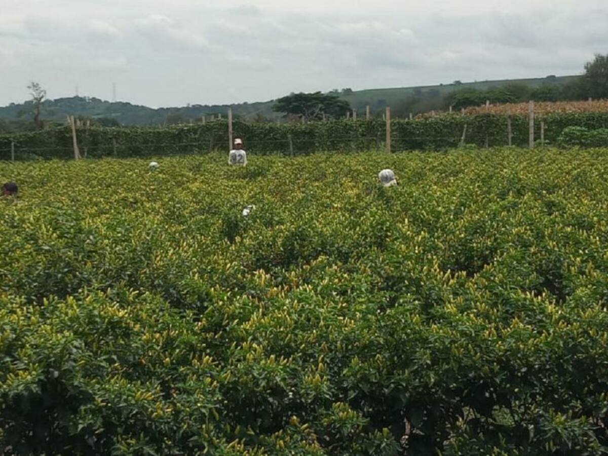 Unidad de Restitución de Tierras reanuda trámites de registro en Bolívar